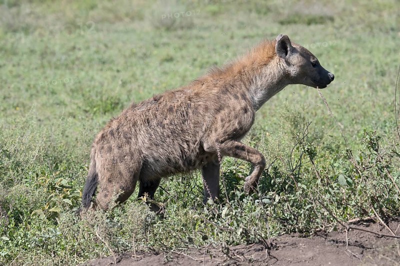 Spotted hyena