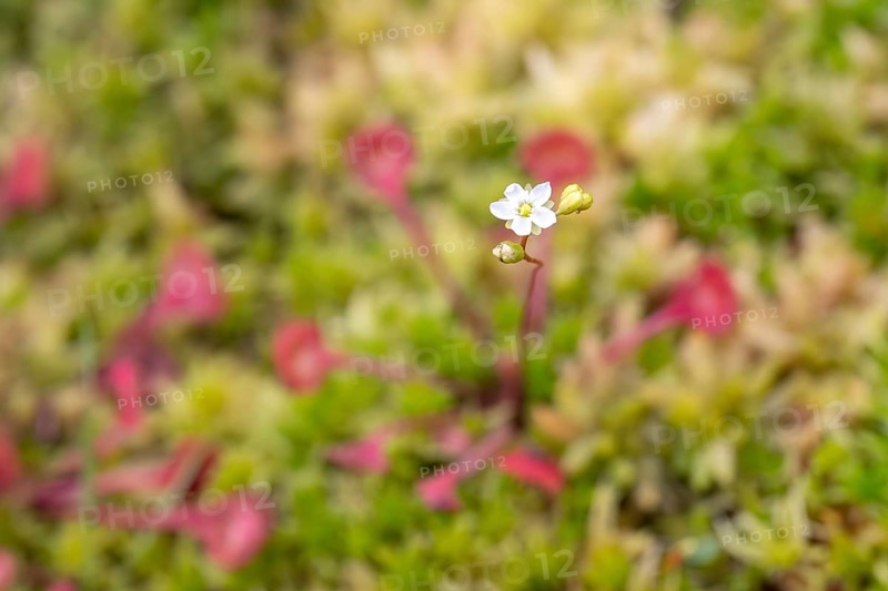 Common sundew