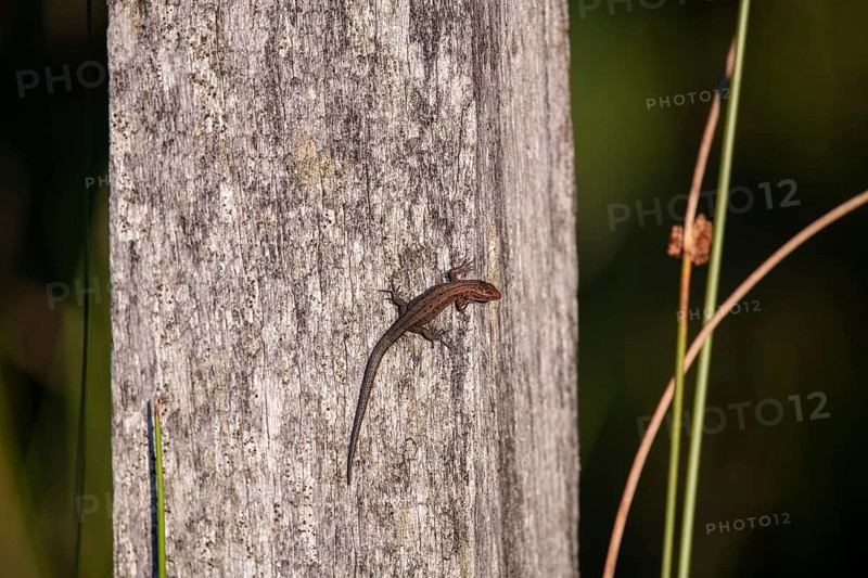 Viviparous lizard