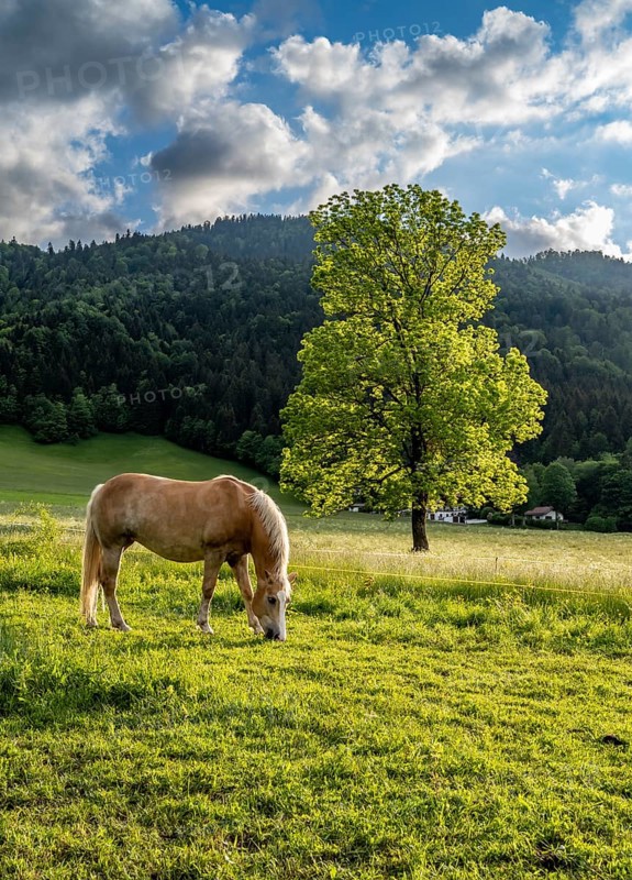 Haflinger horse