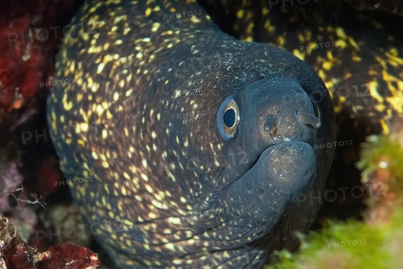 Close-up of head of Mediterranean moray