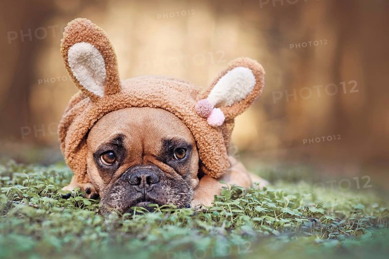 Easter bunny dog with brown French Bulldog dressed up with rabbit ear headband costume lying outdoors on grass