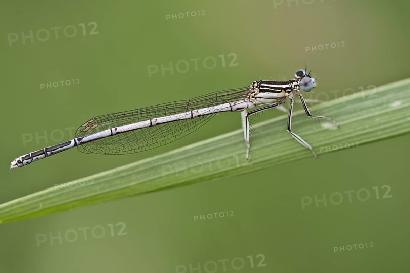 Feather damselfly