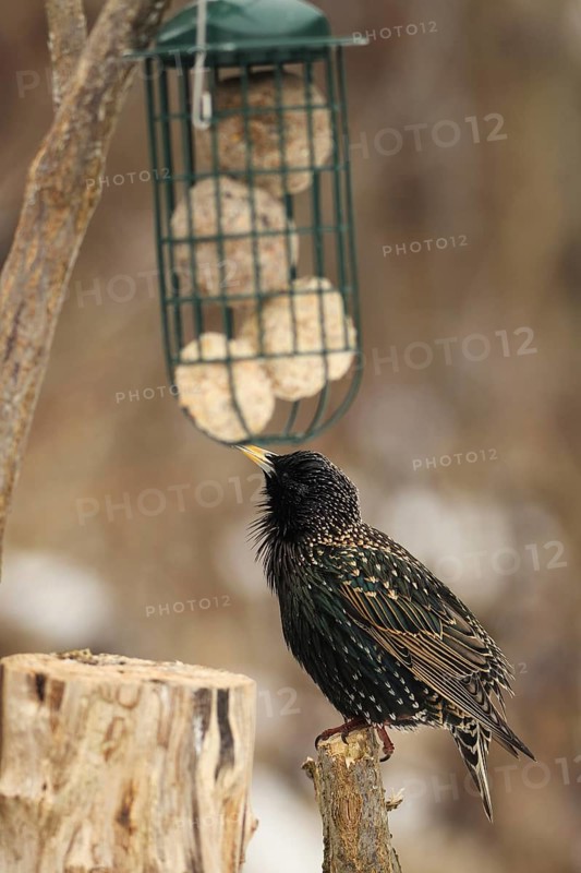 Common starling