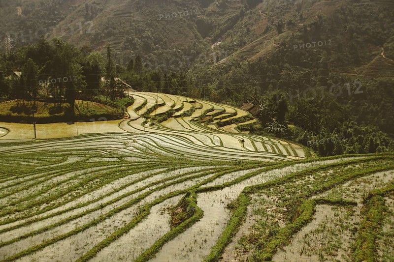 Terraced rice paddy and mountains in Lao Cai
