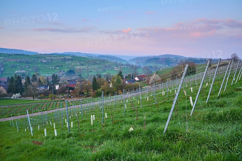 Vineyards