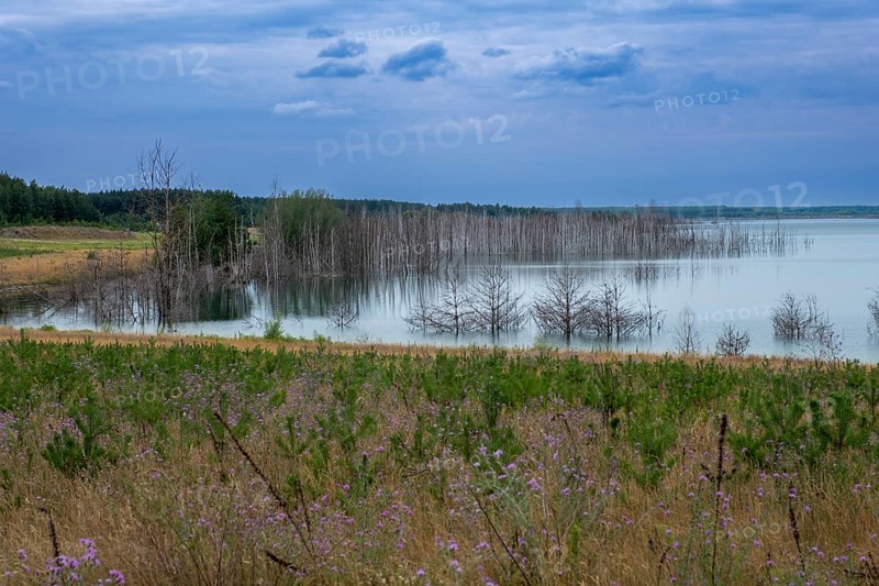 Trees planted for the recultivation of Lake Senftenberg
