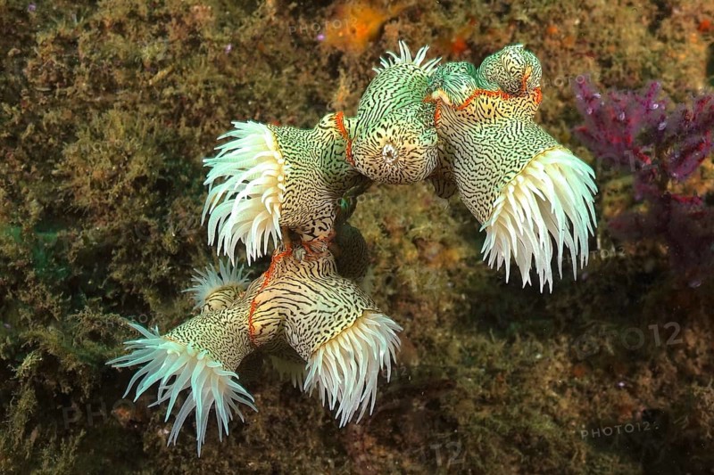 Tiger anemone