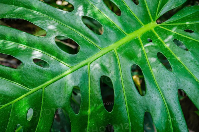Monstera deliciosa leaf close up texture background