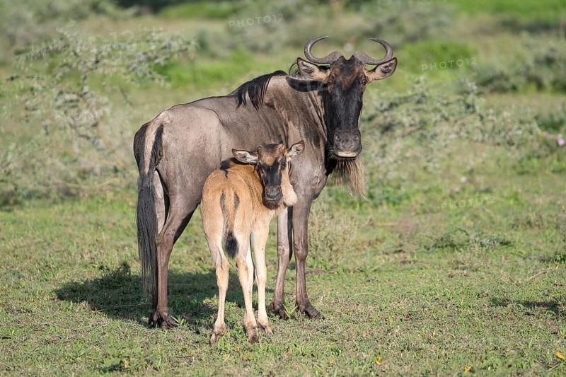 Wildebeest