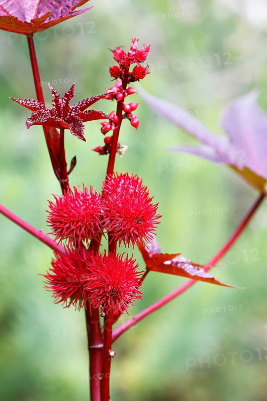 Castor oil plant