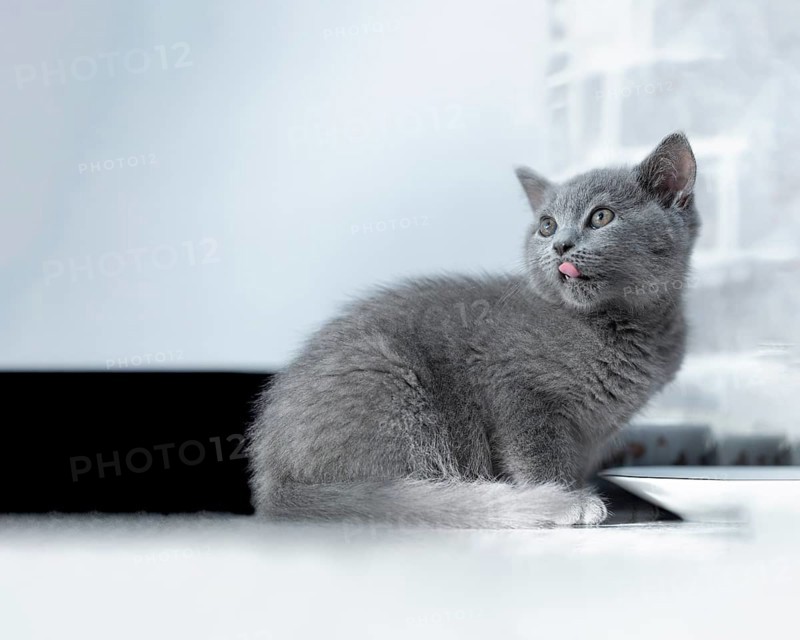 British Shorthair male