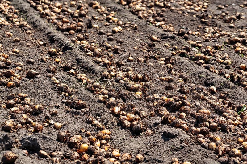 Potato field