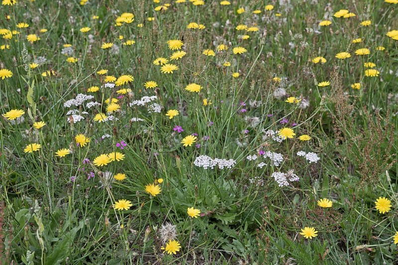 Wildflower meadow with hawkweed