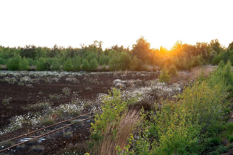 Renaturation in the moor