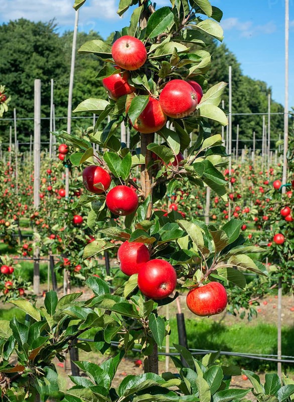 Apple plantation of Discovery apples in Oesterlen fruit district
