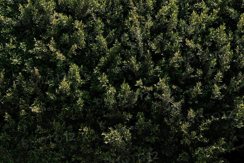 Natural vegetation texture