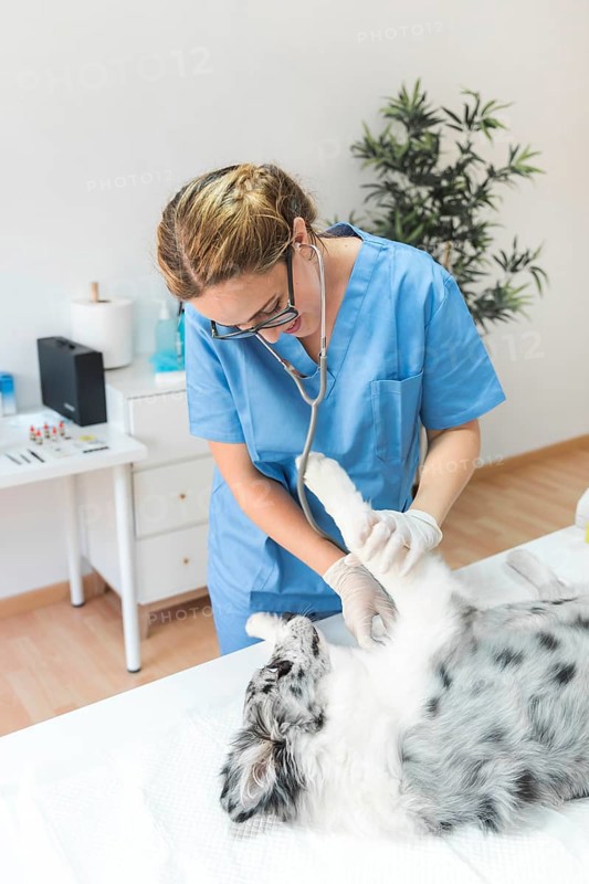 Female veterinarian checking dog with stethoscope clinic