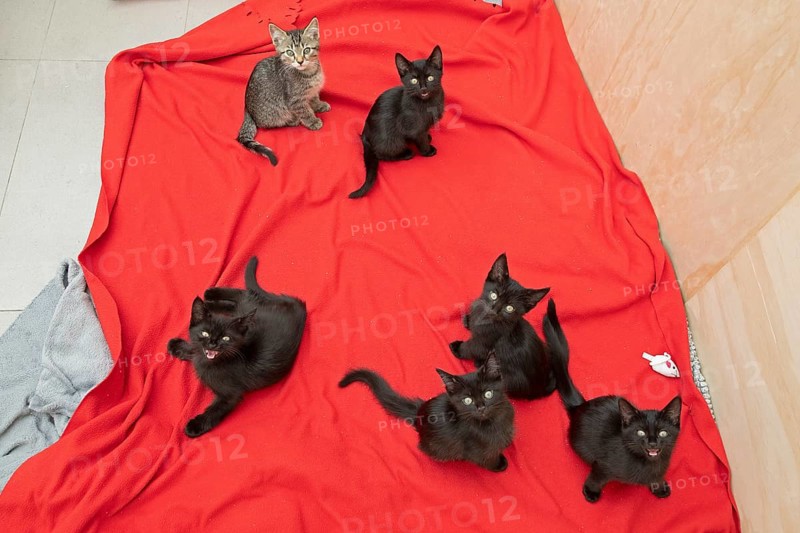 Six nine-week-old kittens sit on blanket and look at camera