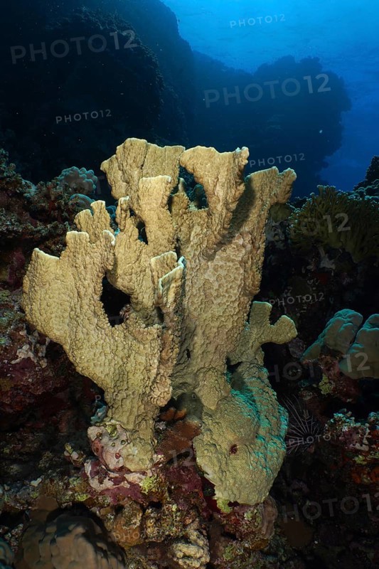 Blade firel coral
