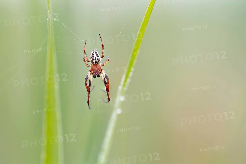Furrow spider