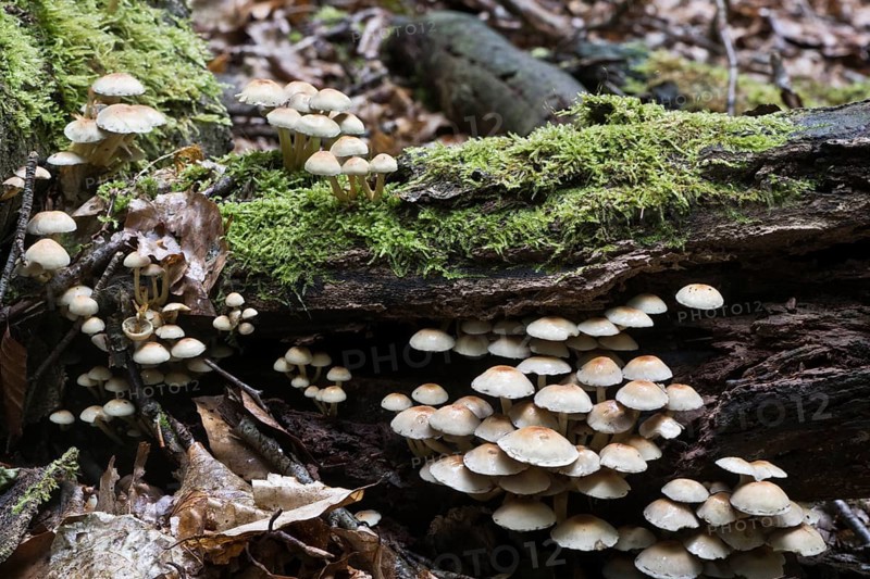 Sulphur tuft
