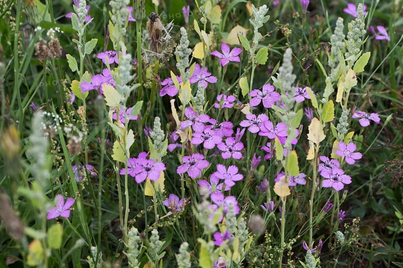 Maiden pinks