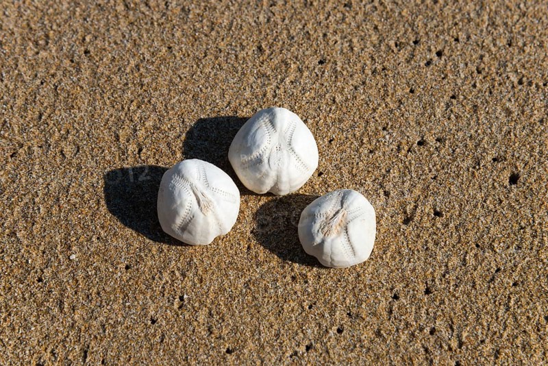 Heart urchins