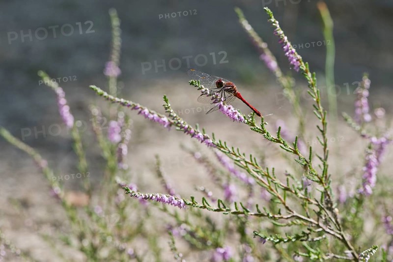 Vagrant darter