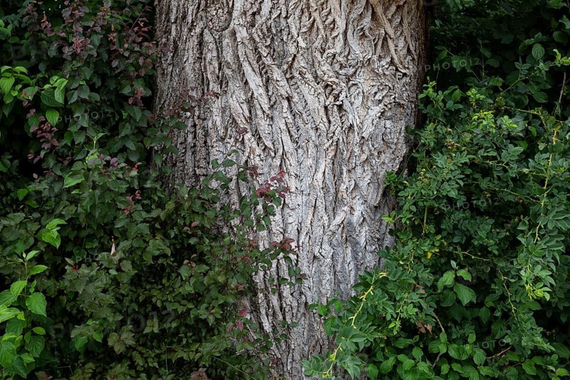 Tree trunk of an old lime tree
