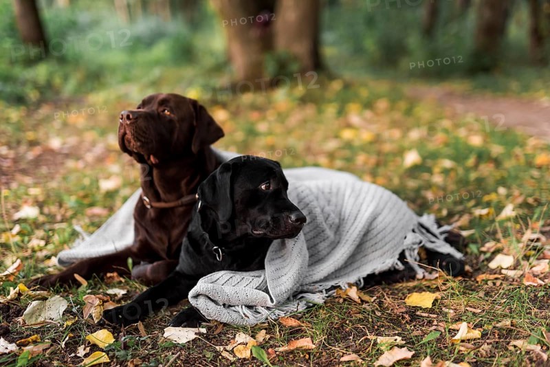 Black brown labrador lying grass with white scarf