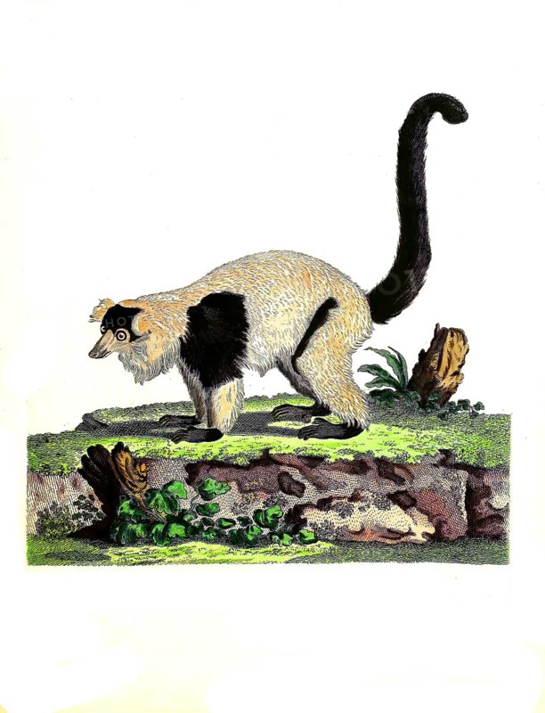 Mammals
