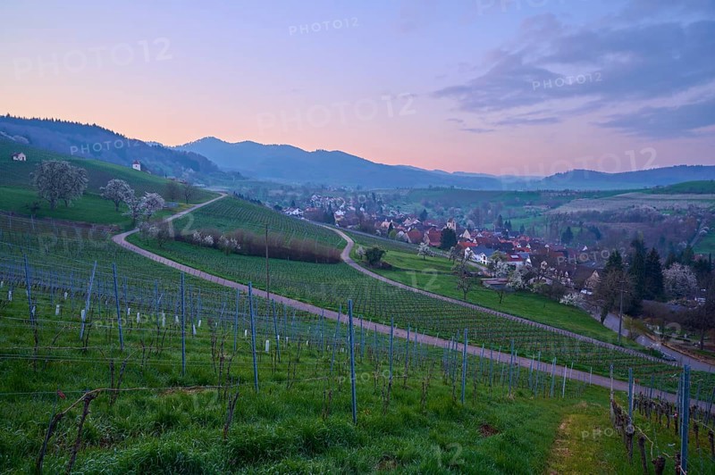 Vineyards