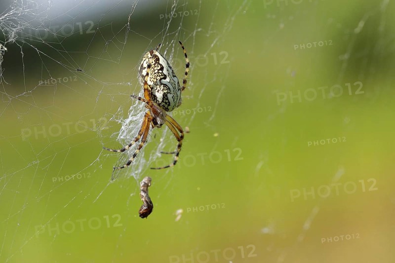 Oak leaf spider