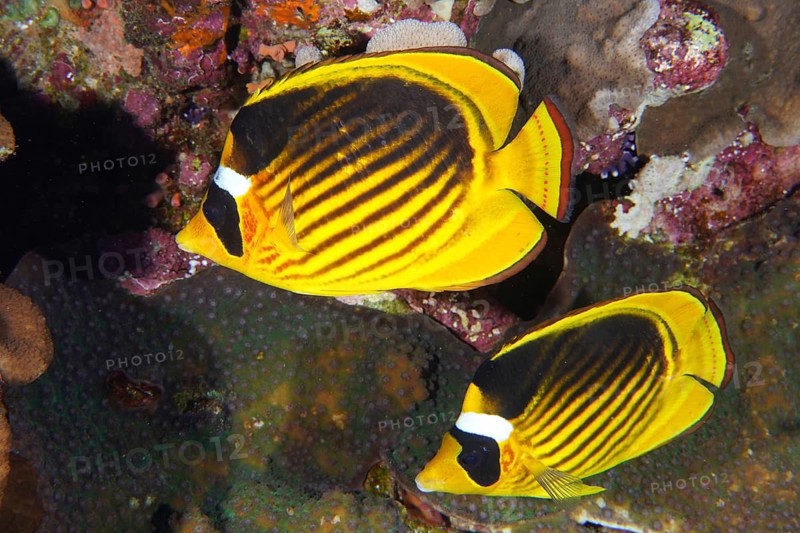 Pair of diagonal butterflyfish