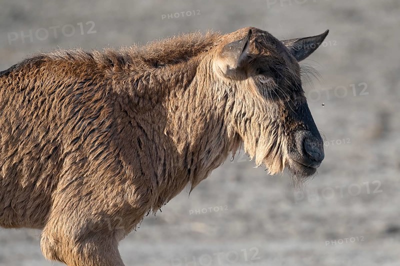 Wildebeest