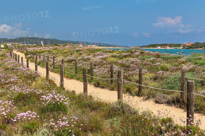 Beach carnations on the beach of Porto Pollo