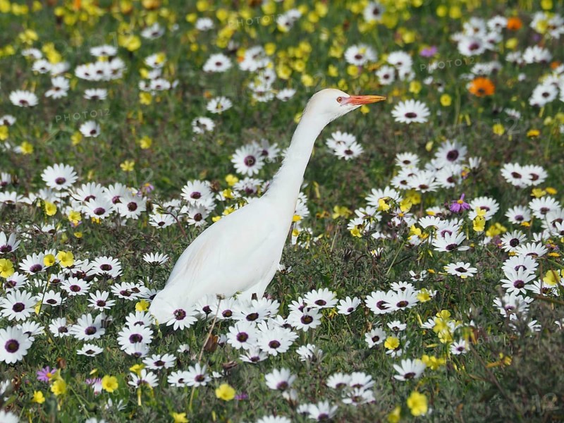 Yellow-billed egret