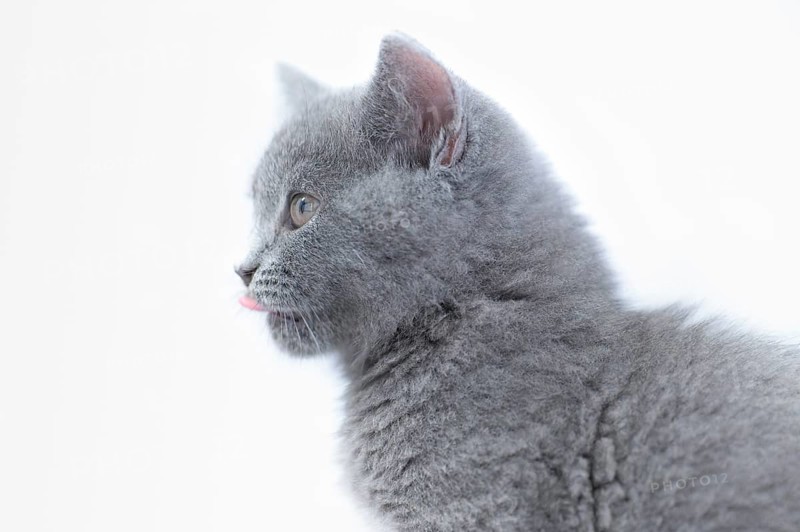 British Shorthair male