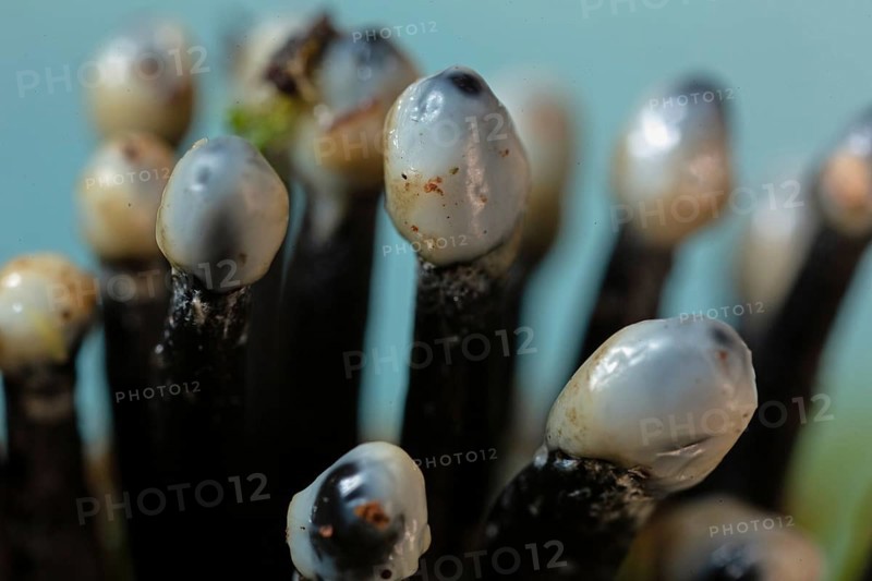 Conidia black cup secondary fruit form several black rough stems and egg-shaped milk-white heads next to each other against a blue sky