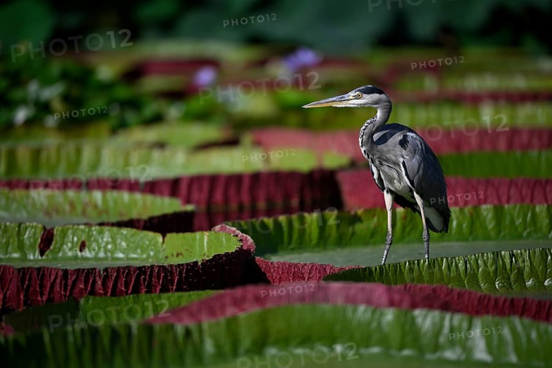 Grey heron
