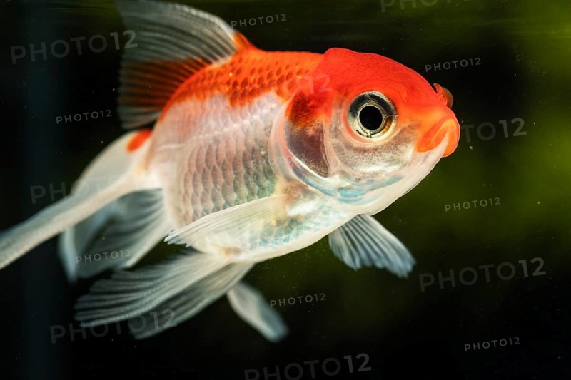 Close up focused betta fish green blurred background