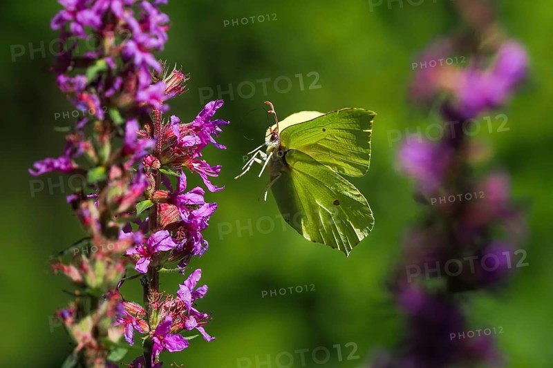Brimstone