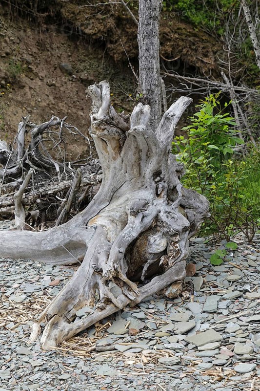 Driftwood on the beach