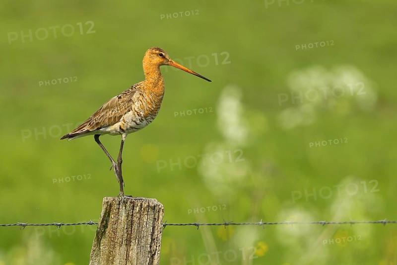 Black-tailed Godwit