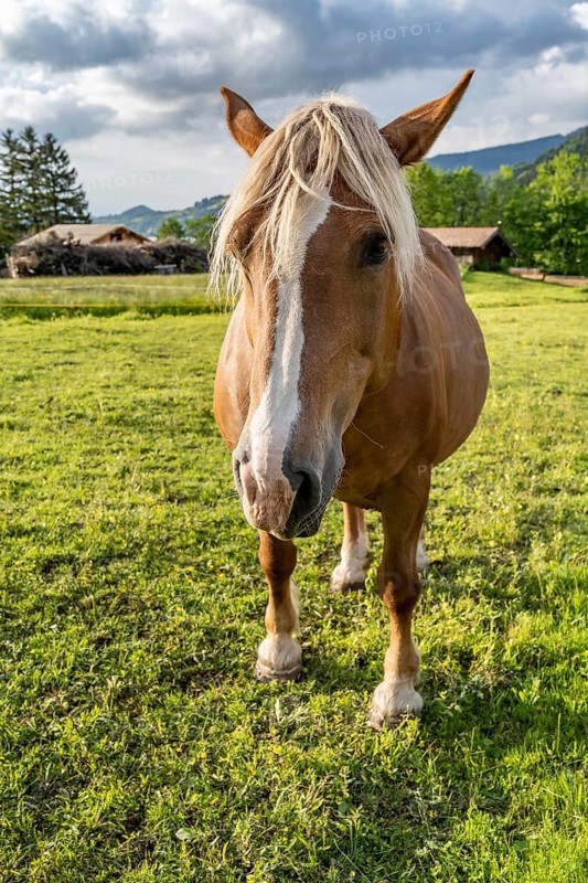 Haflinger horse