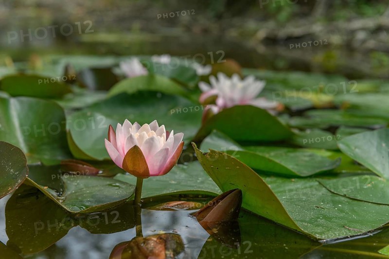 Water lily blooming in a pond. Bas-Rhin
