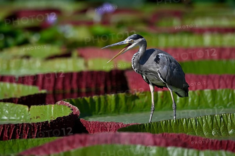 Grey heron