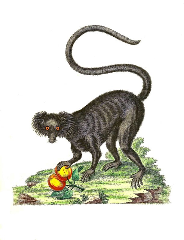 Mammals