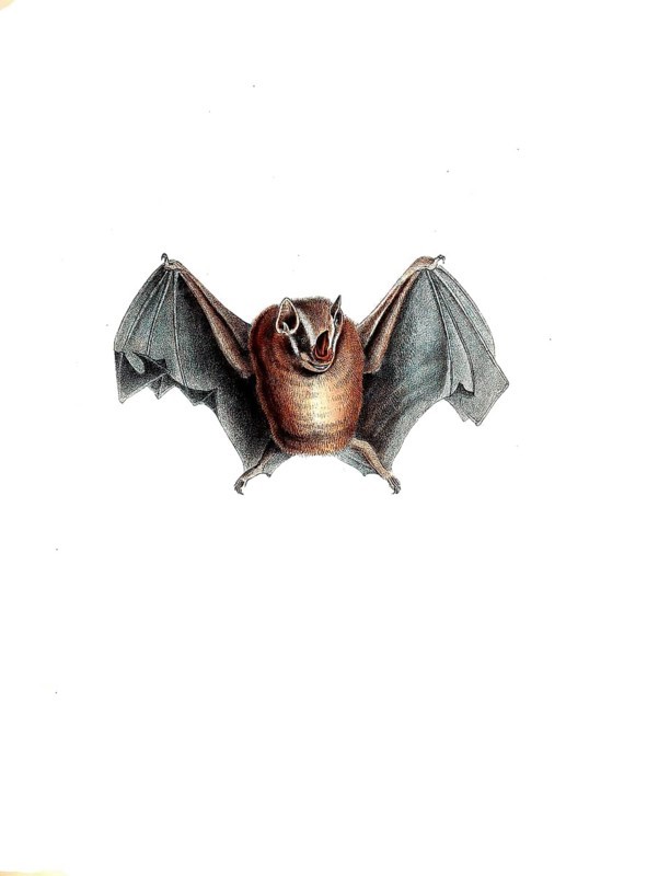 Mammals